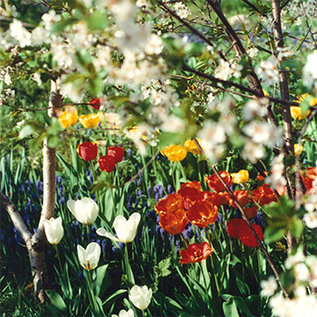 Analog photo: Spring approaches