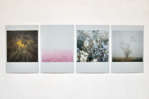 4 Mini Prints: WIESE GARTEN BAUM + ELBE (rosa) - The Pink River